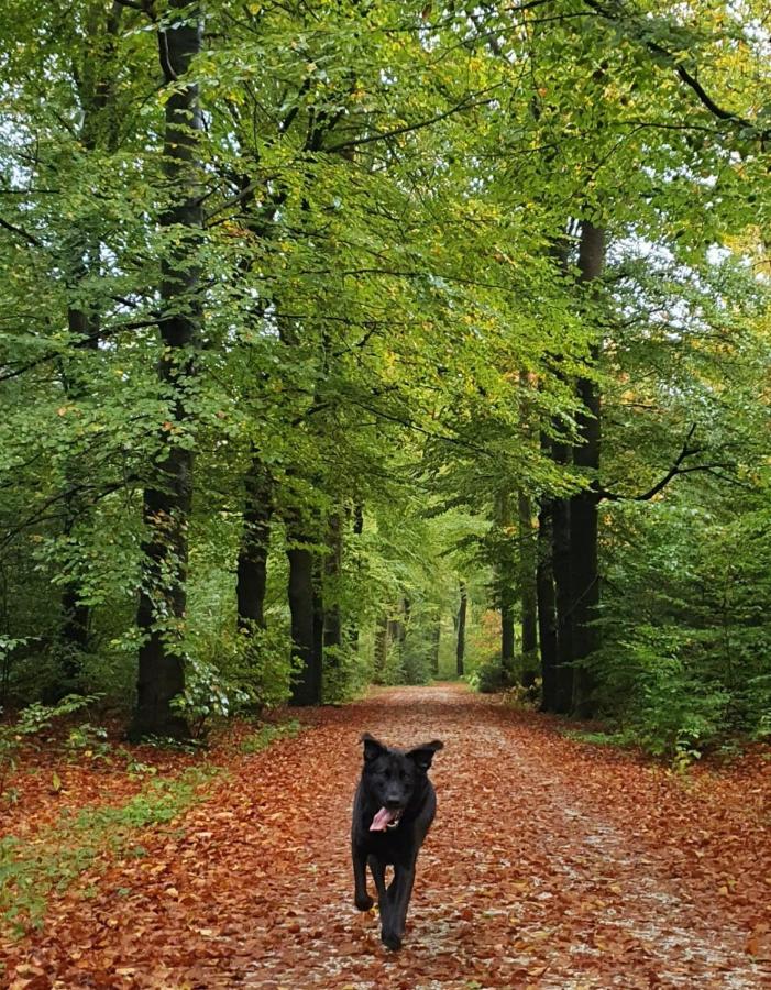 Luxe Vakantiebungalow Met Omheinde Tuin Voor Hond En Kinderen Dirkshorn Exterior foto