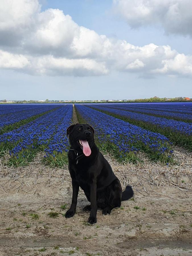 Luxe Vakantiebungalow Met Omheinde Tuin Voor Hond En Kinderen Dirkshorn Exterior foto